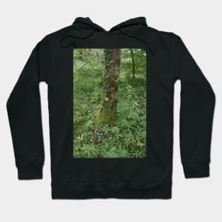 Moss-covered Tree With Mushrooms And Ivy Hoodie